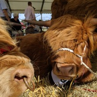 Buckinghamshire County Show