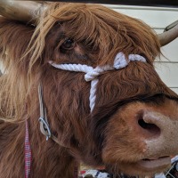 Buckinghamshire County Show