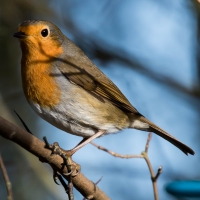 Robin