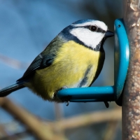 Blue Tit