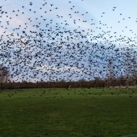 Starlings