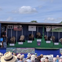 Buckinghamshire County Show