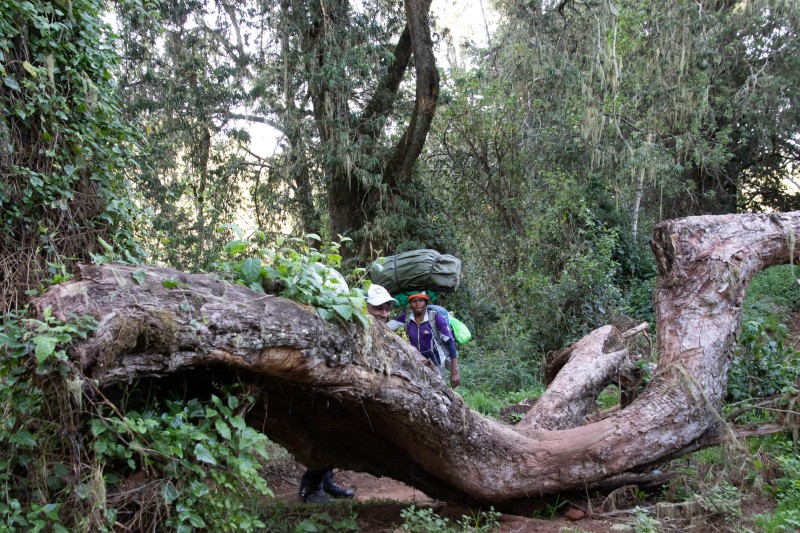 Trip to Kilimanjaro