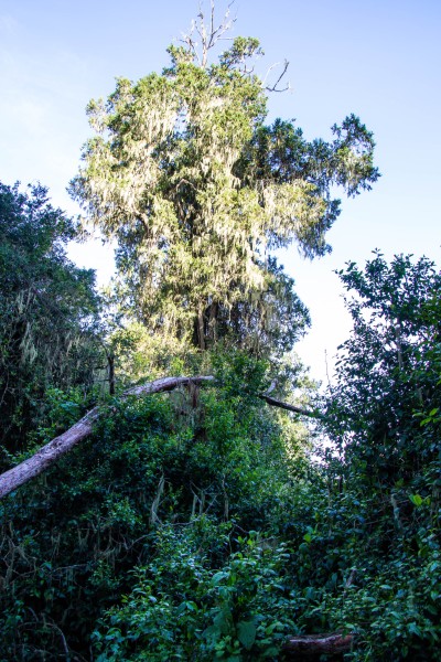 Trip to Kilimanjaro