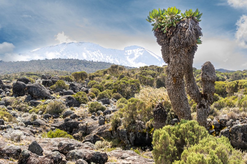 Trip to Kilimanjaro