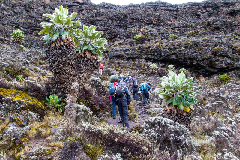 Trip to Kilimanjaro