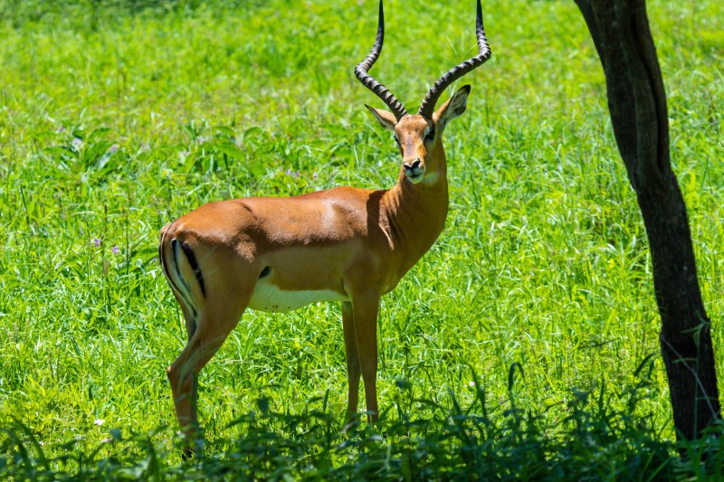 Tarangire National Park