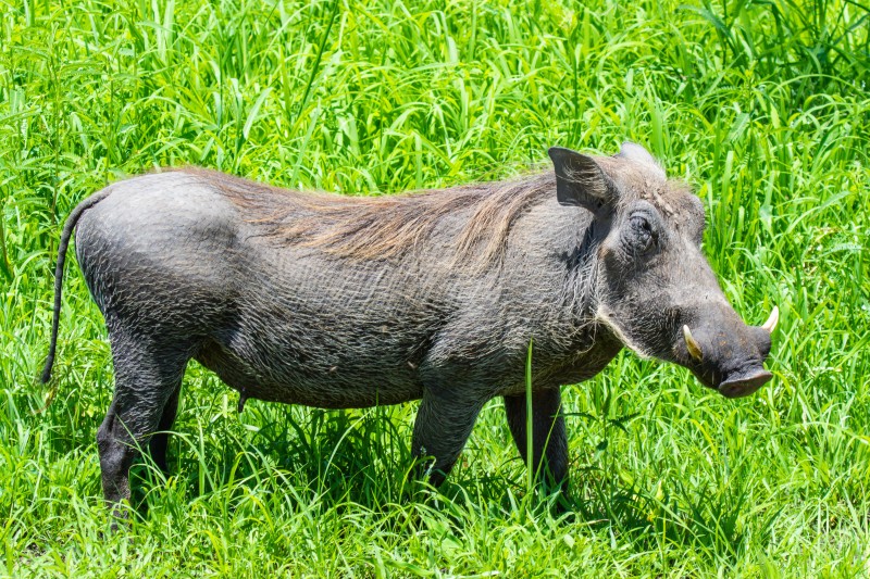 Tarangire National Park