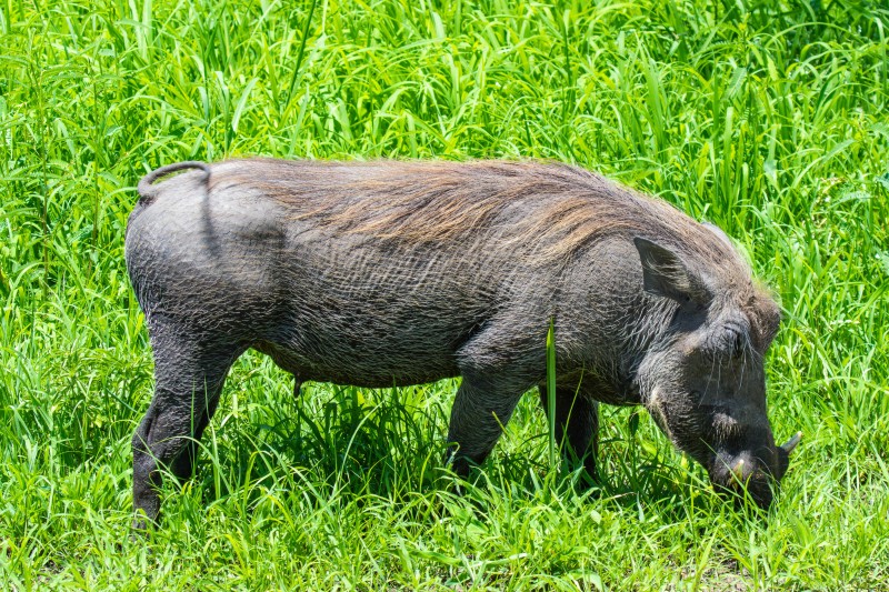 Tarangire National Park