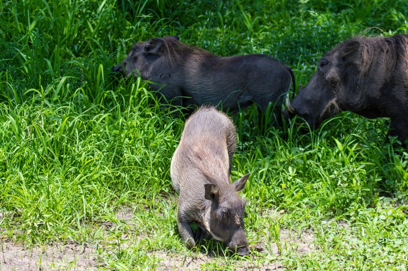 Tarangire National Park