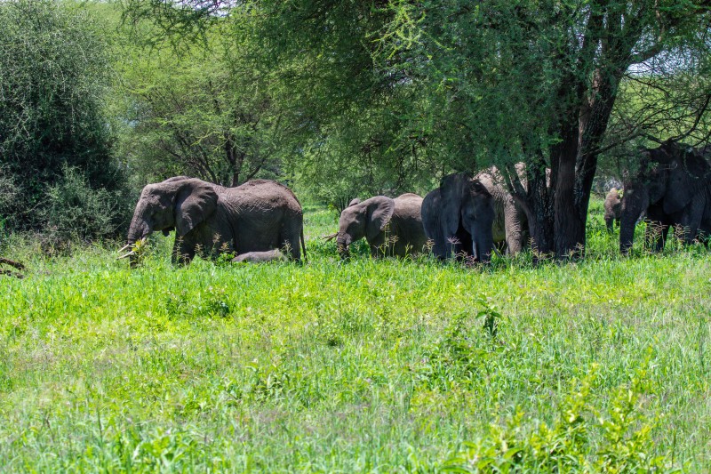 Tarangire National Park