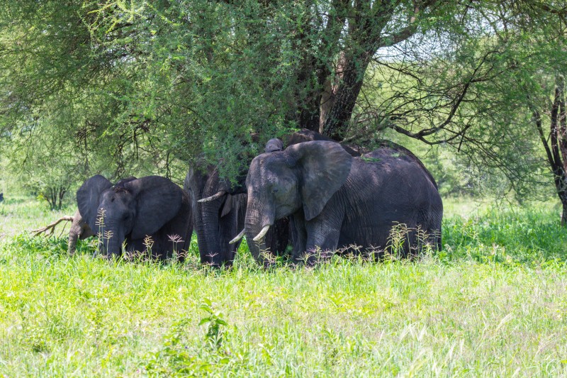 Tarangire National Park