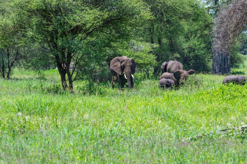 Tarangire National Park