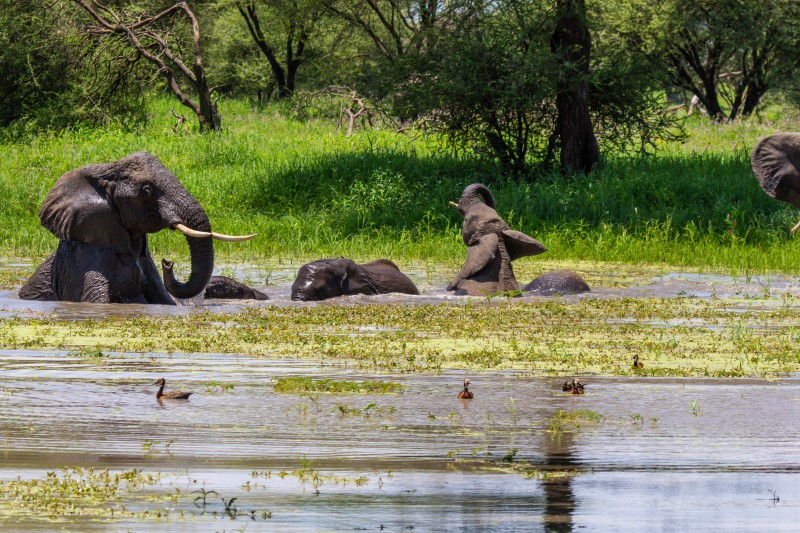 Tarangire National Park