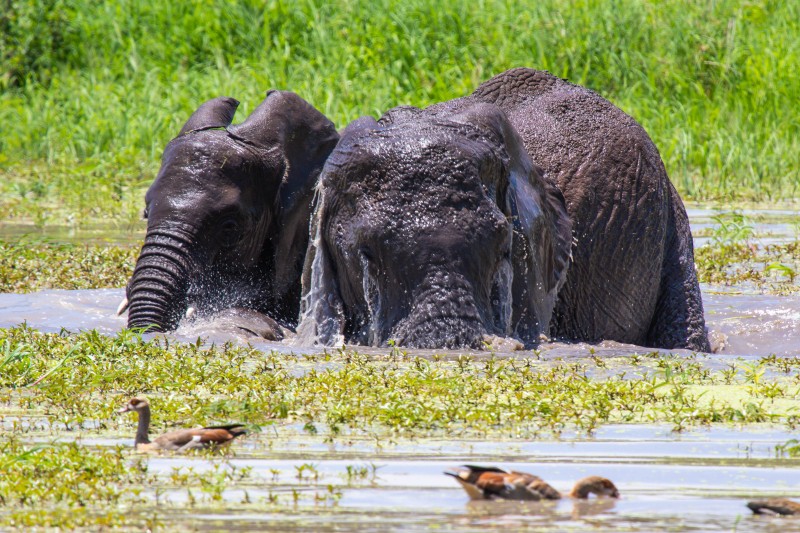 Tarangire National Park