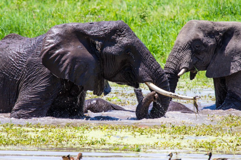 Tarangire National Park