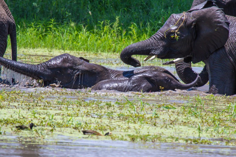 Tarangire National Park