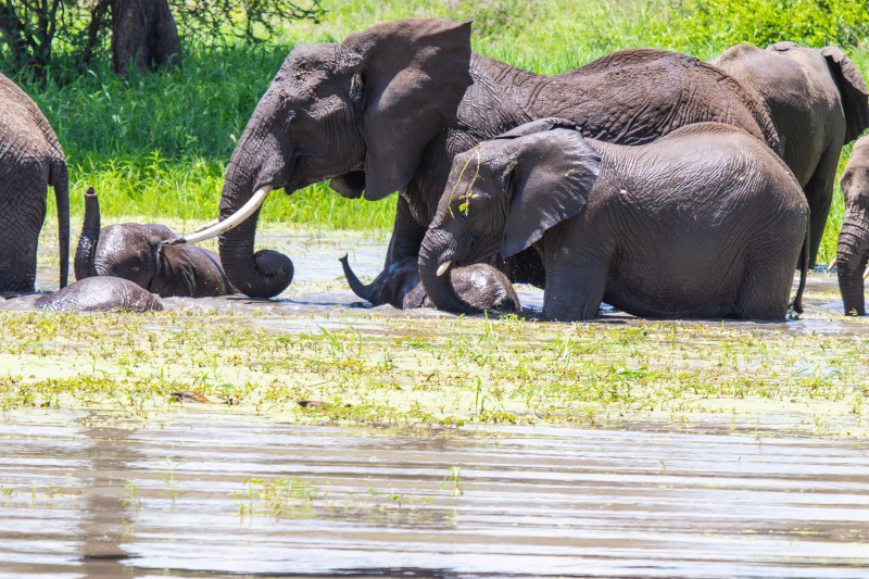 Tarangire National Park