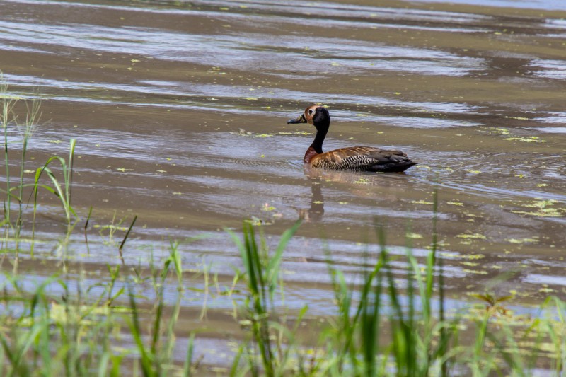 Tarangire National Park