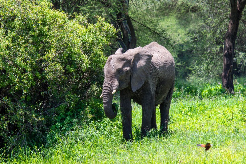 Tarangire National Park