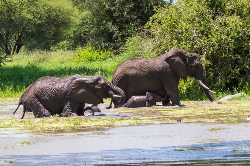 Tarangire National Park