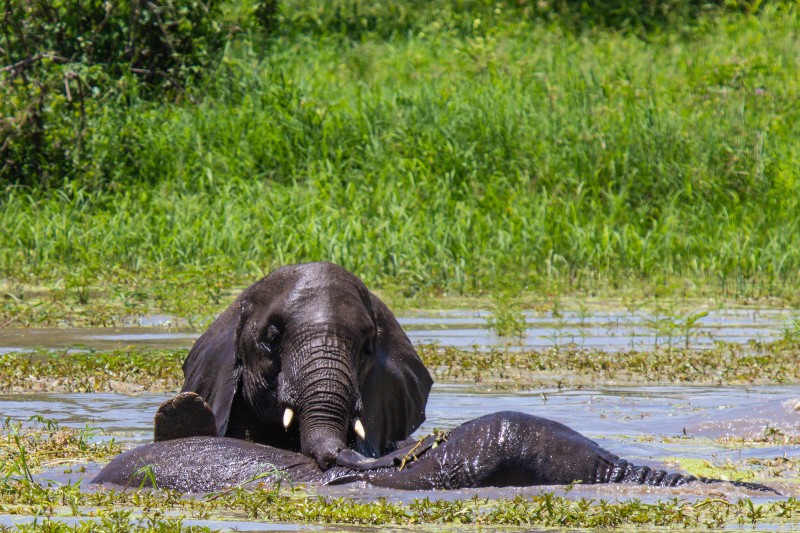 Tarangire National Park