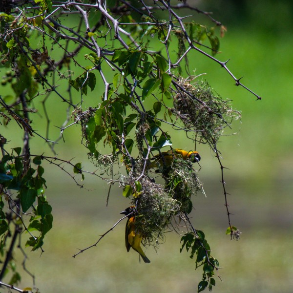 Tarangire National Park