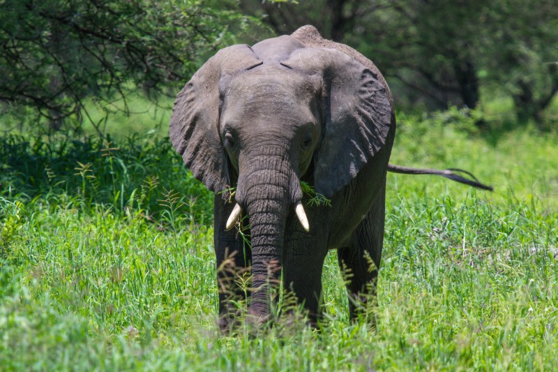 Tarangire National Park