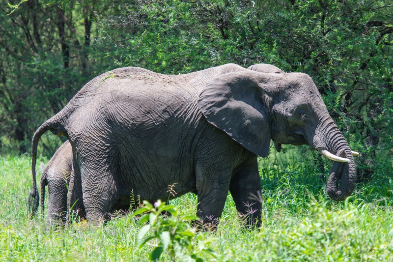 Tarangire National Park