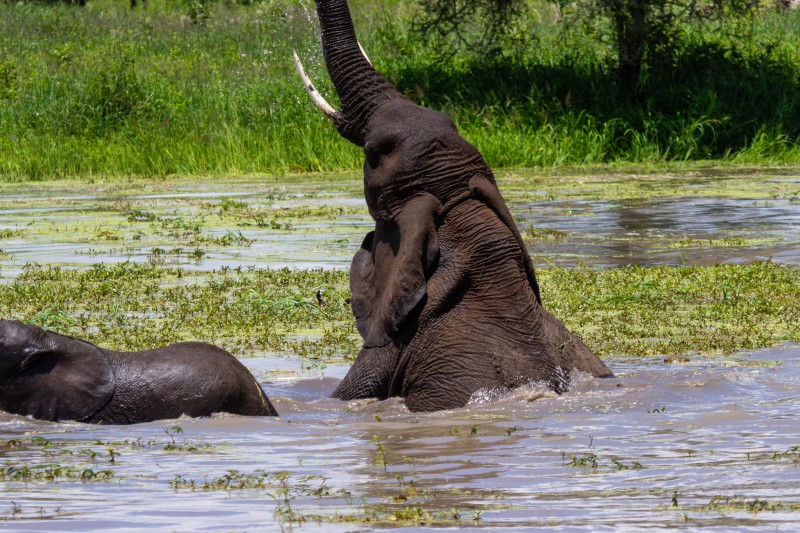 Tarangire National Park