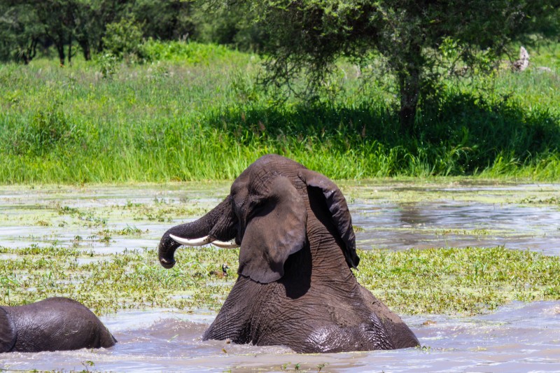 Tarangire National Park