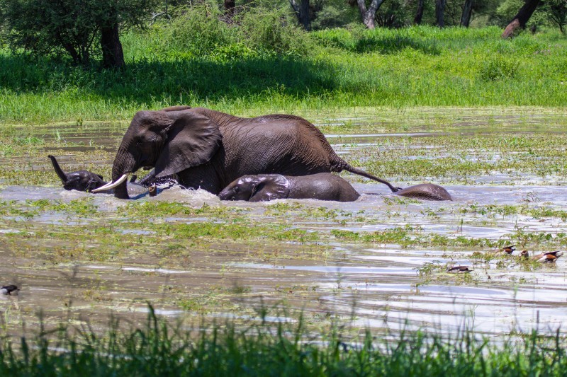 Tarangire National Park