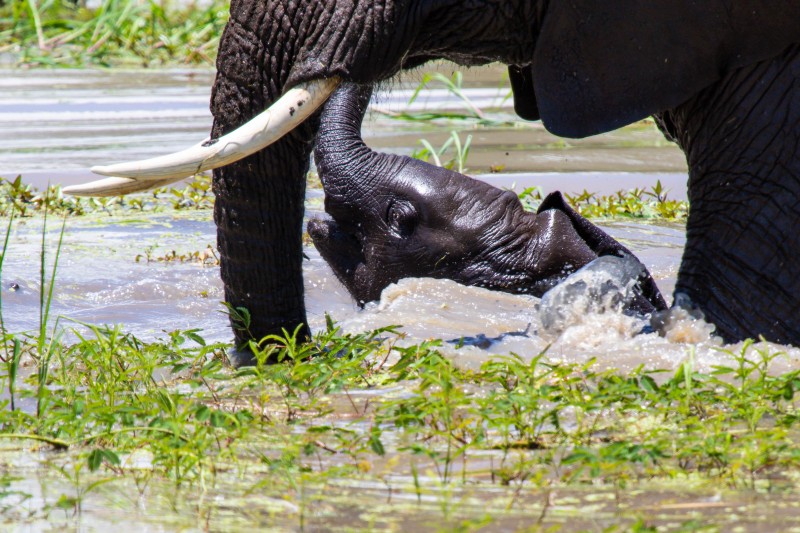 Tarangire National Park