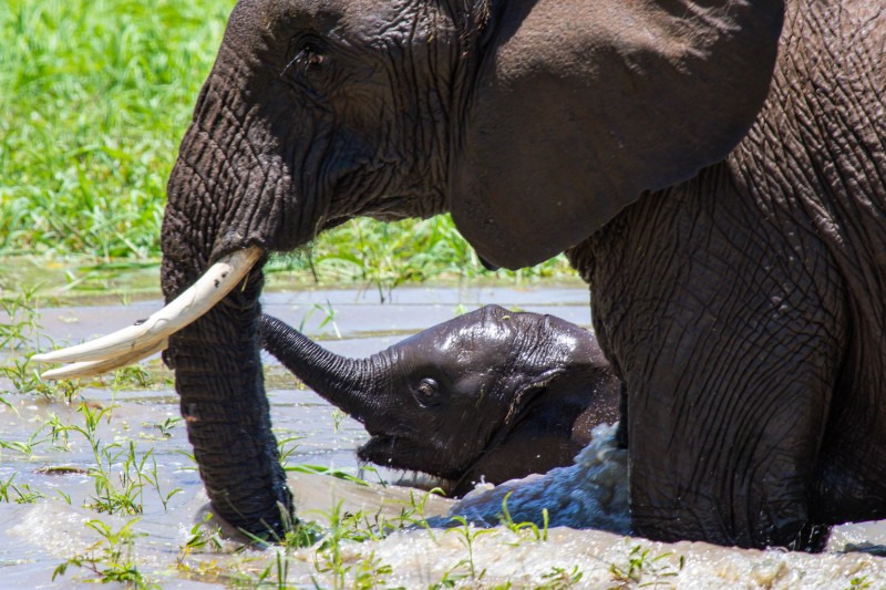 Tarangire National Park