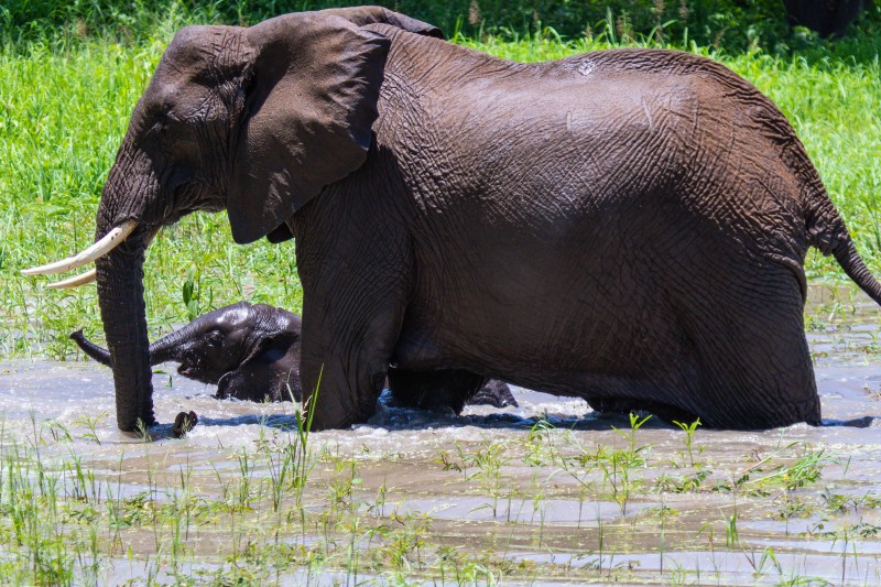 Tarangire National Park