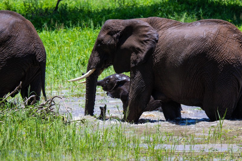 Tarangire National Park