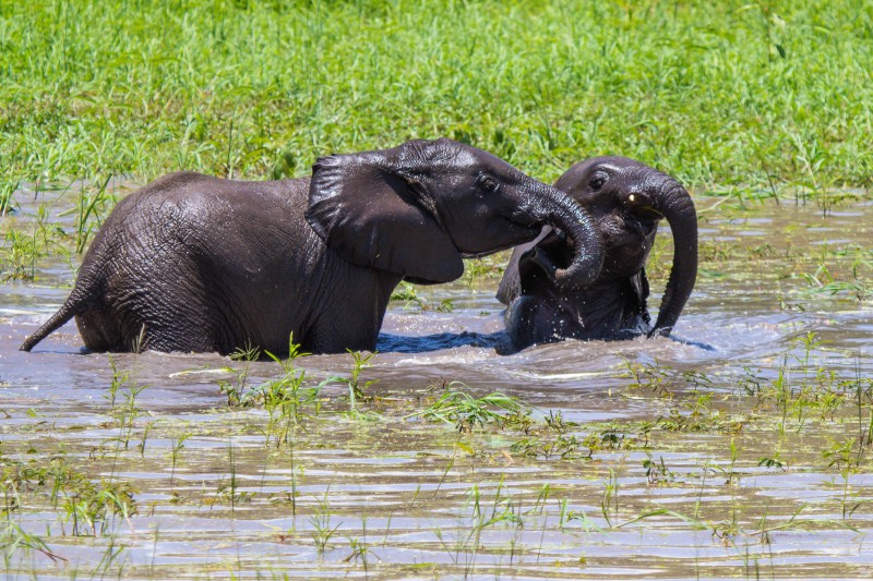 Tarangire National Park