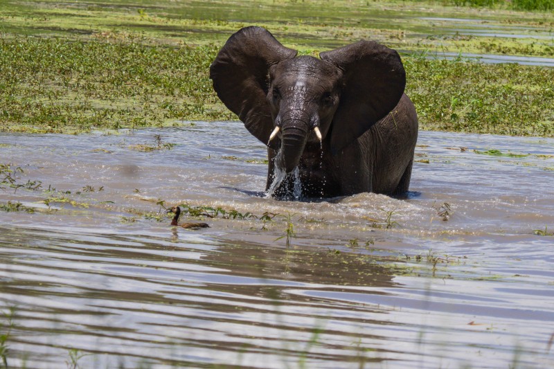 Tarangire National Park