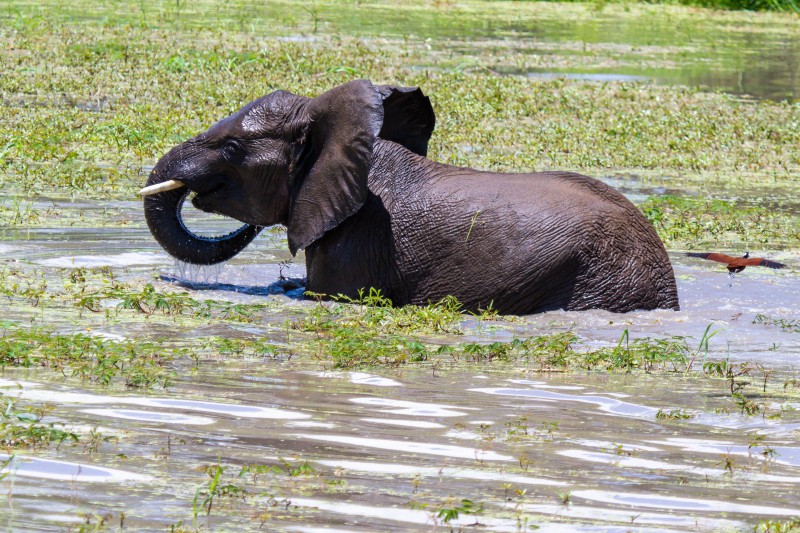 Tarangire National Park