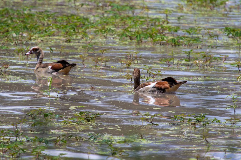 Tarangire National Park