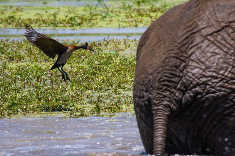 Tarangire National Park