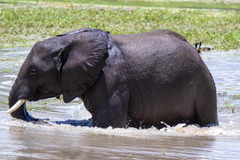 Tarangire National Park