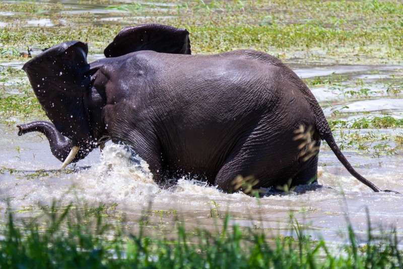 Tarangire National Park