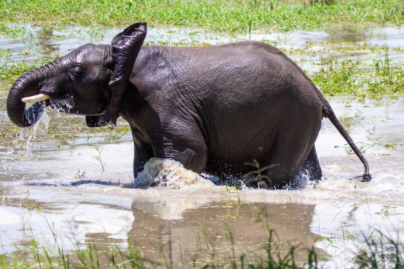 Tarangire National Park