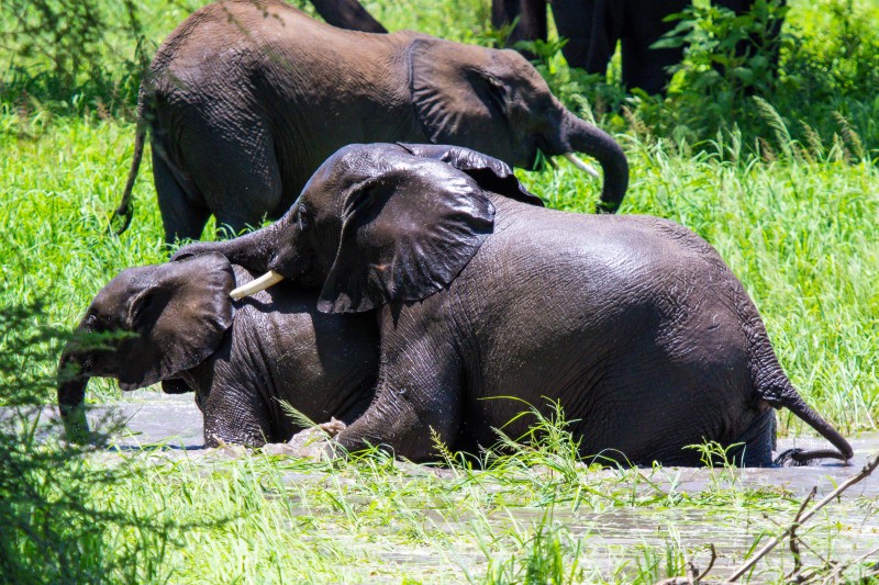 Tarangire National Park