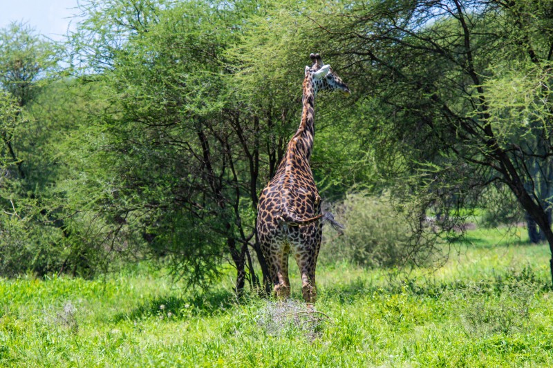 Tarangire National Park