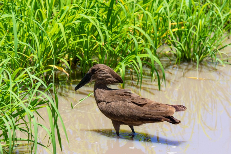 Tarangire National Park