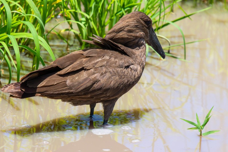 Tarangire National Park