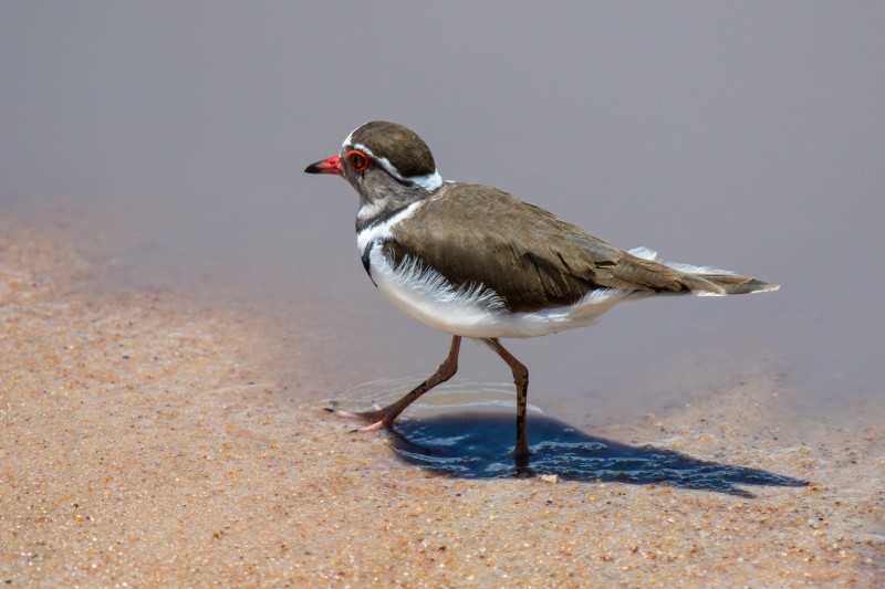 Tarangire National Park