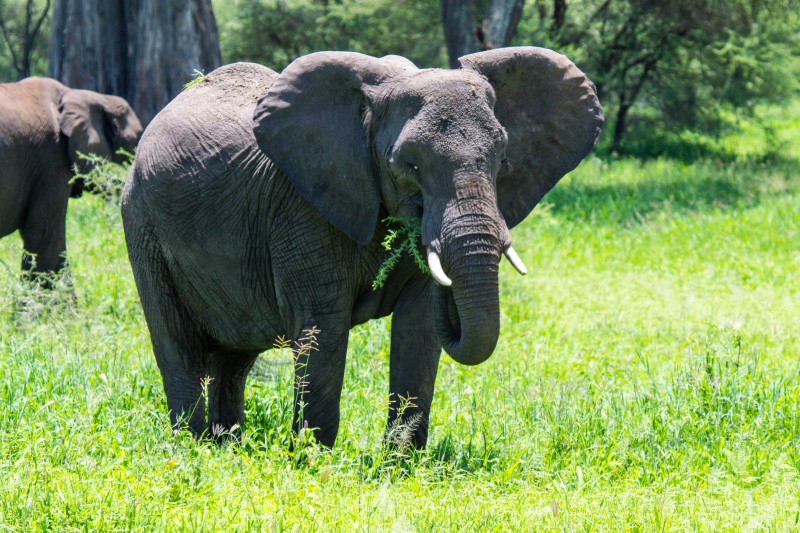 Tarangire National Park